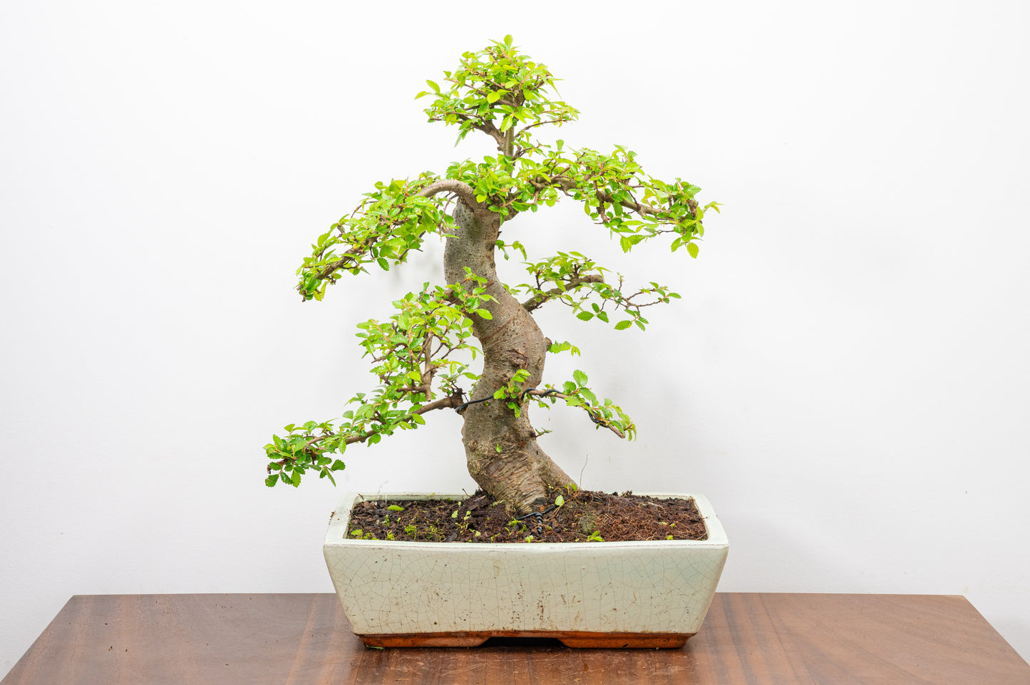 Large Chinese Elm Bonsai in 28cm Cream Pot