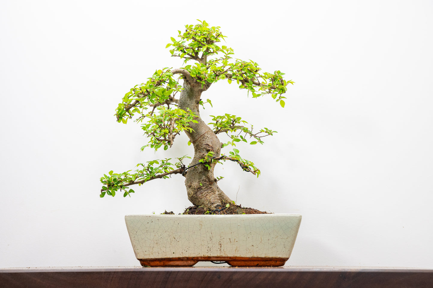 Large Chinese Elm Bonsai in 28cm Cream Pot