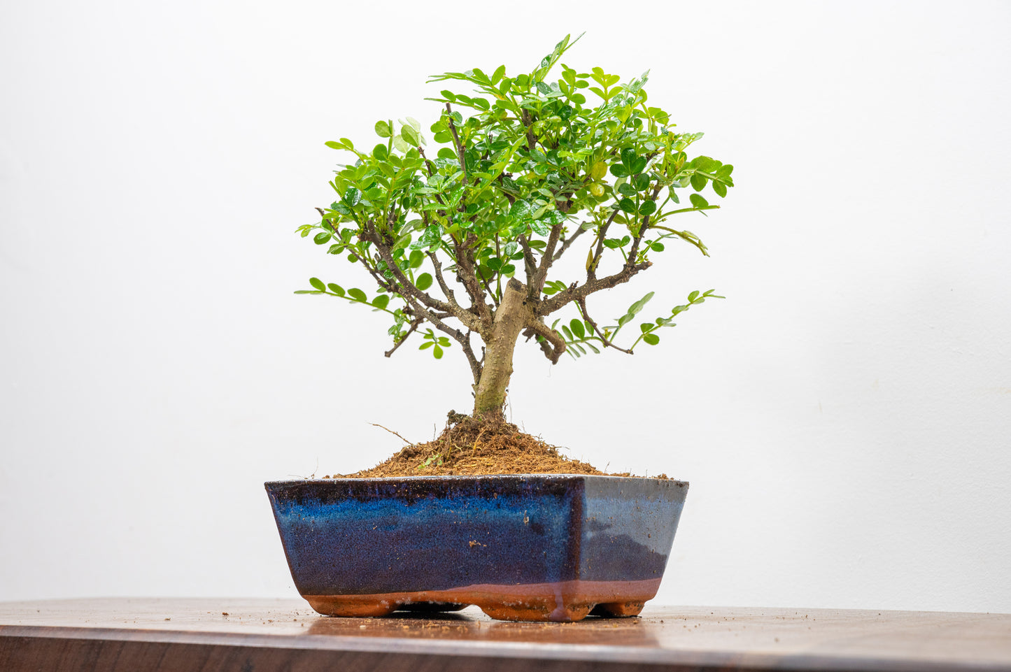 Japanese Pepper Bonsai  'Broom Style' - 15cm Navy Ceramic Pot