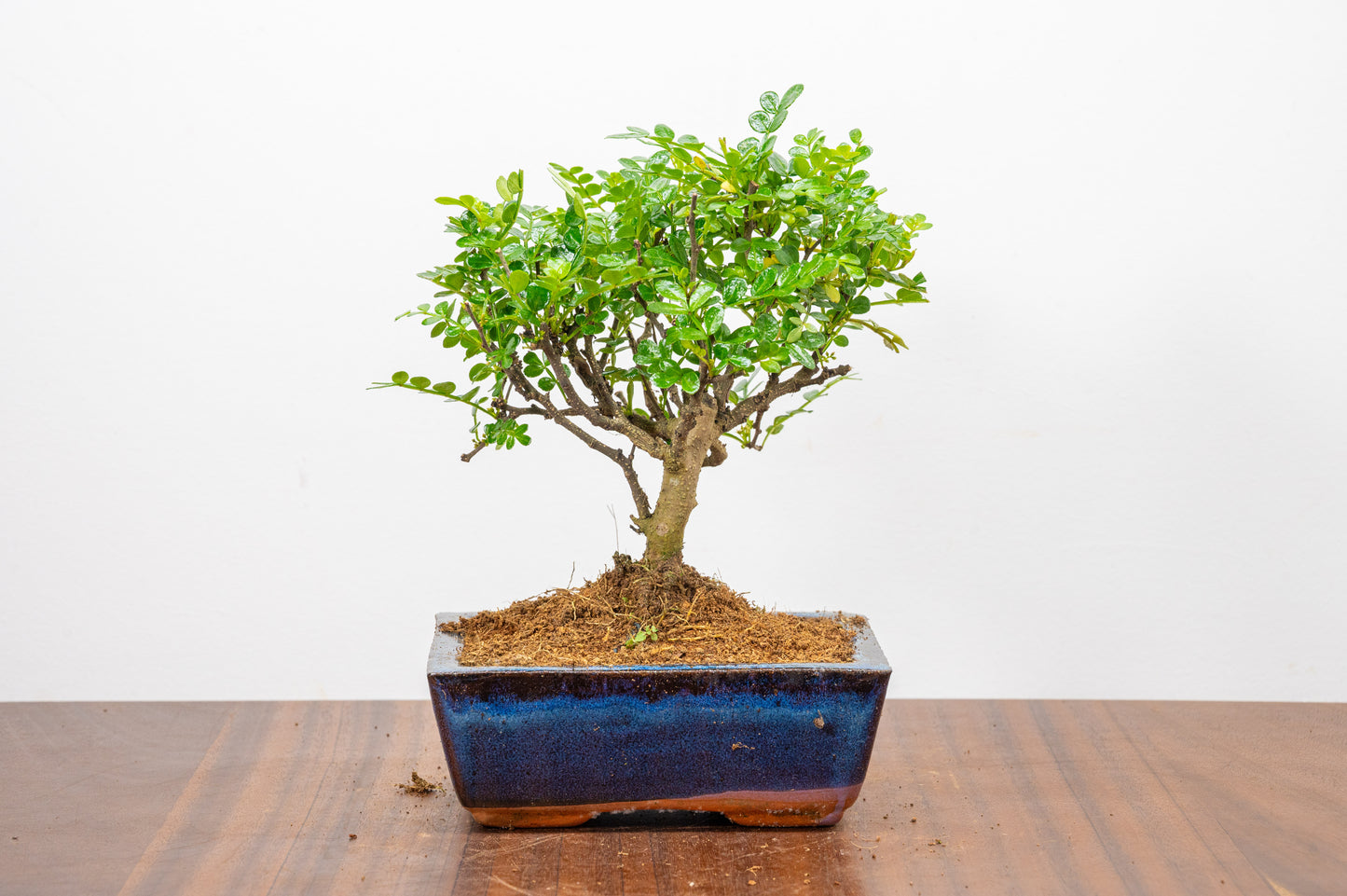 Japanese Pepper Bonsai  'Broom Style' - 15cm Navy Ceramic Pot