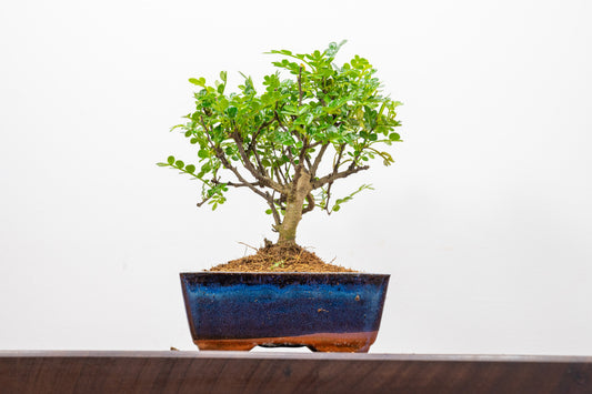 Japanese Pepper Bonsai  'Broom Style' - 15cm Navy Ceramic Pot
