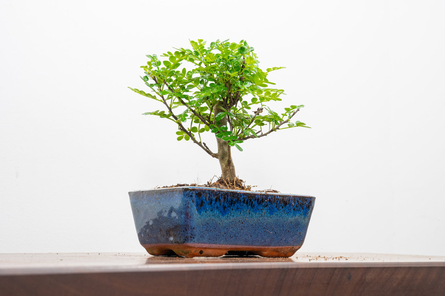 Japanese Pepper Bonsai  'Broom Style' - 15cm Navy Ceramic Pot