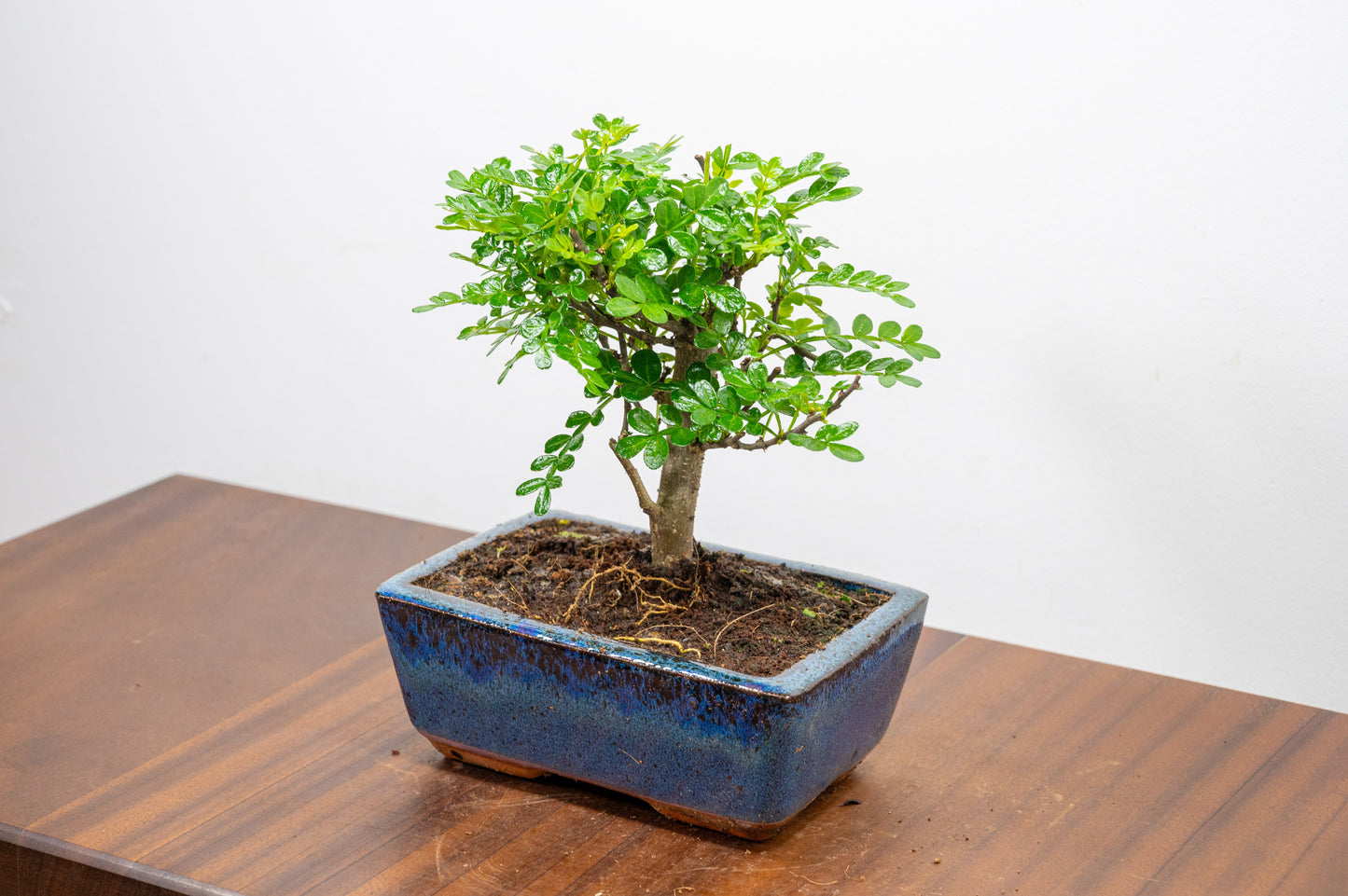 Japanese Pepper Bonsai  'Broom Style' - 15cm Navy Ceramic Pot