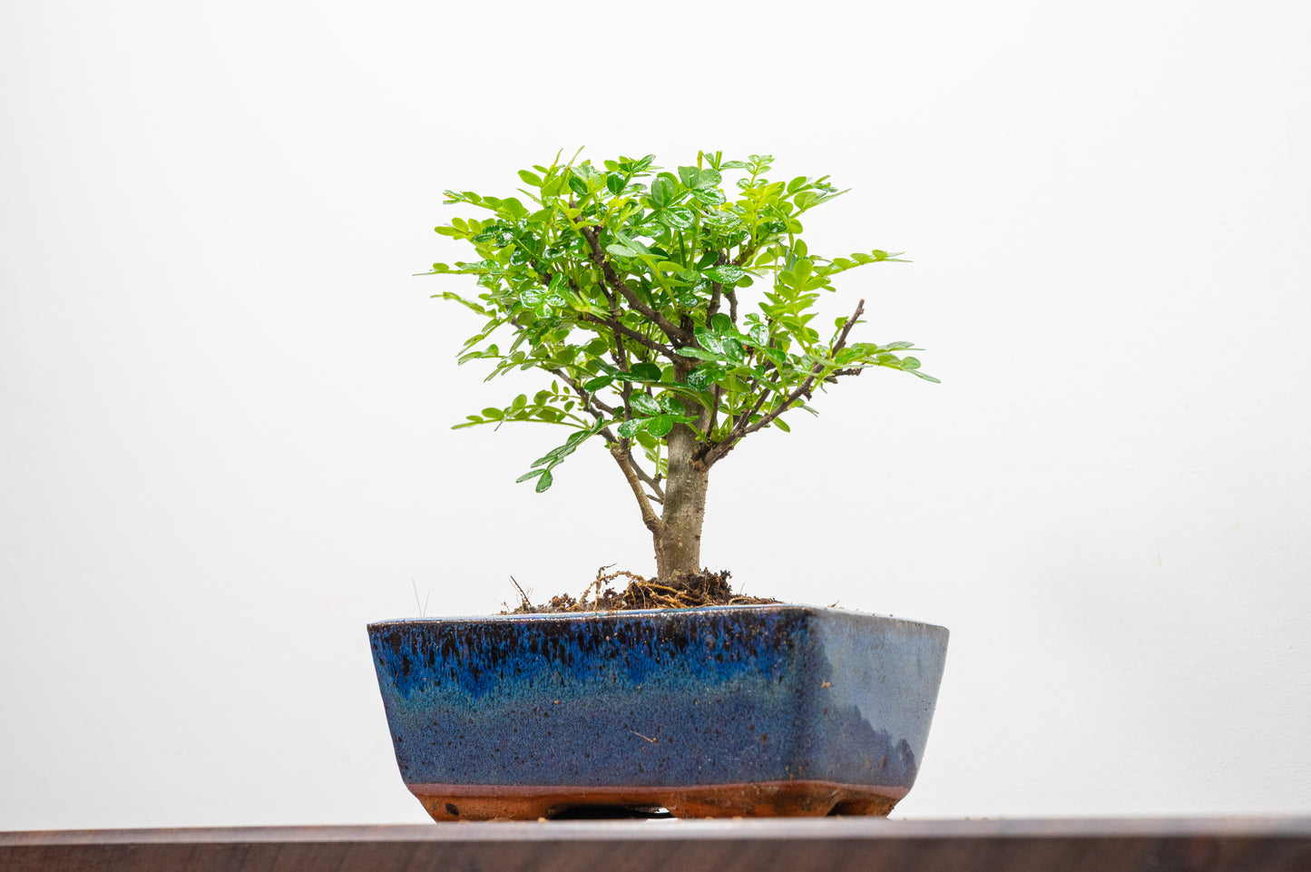 Japanese Pepper Bonsai  'Broom Style' - 15cm Navy Ceramic Pot