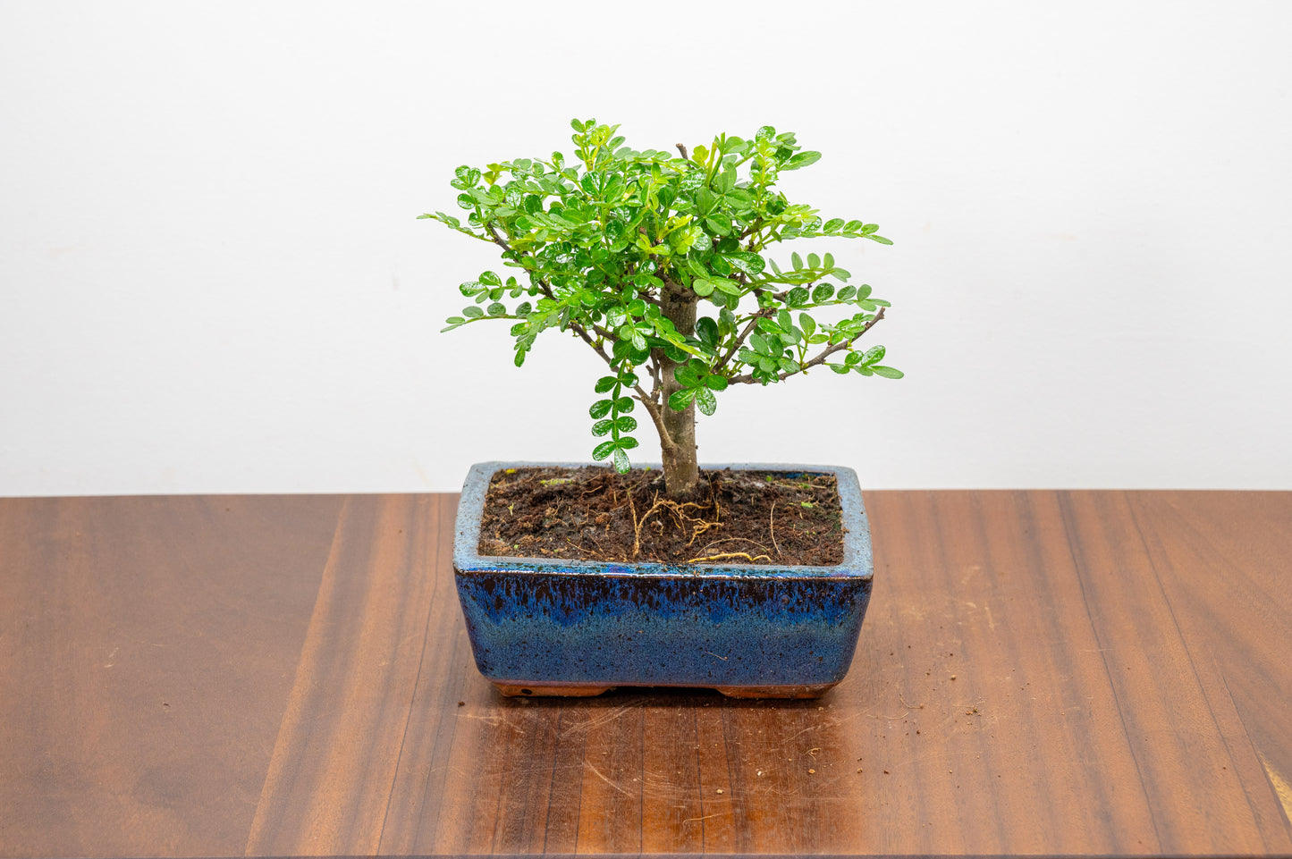 Japanese Pepper Bonsai  'Broom Style' - 15cm Navy Ceramic Pot