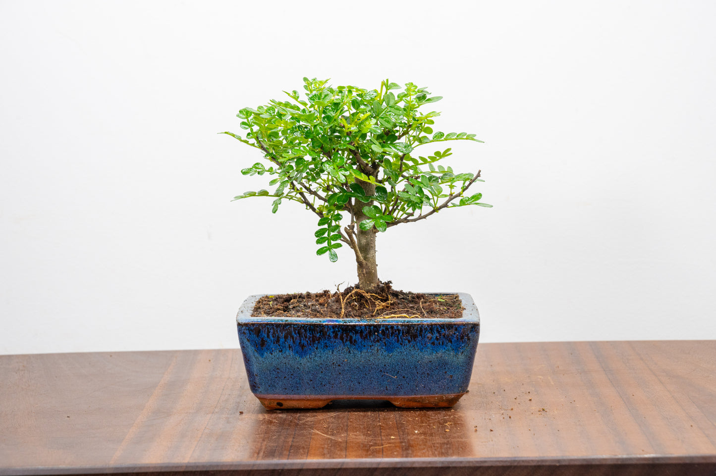 Japanese Pepper Bonsai  'Broom Style' - 15cm Navy Ceramic Pot