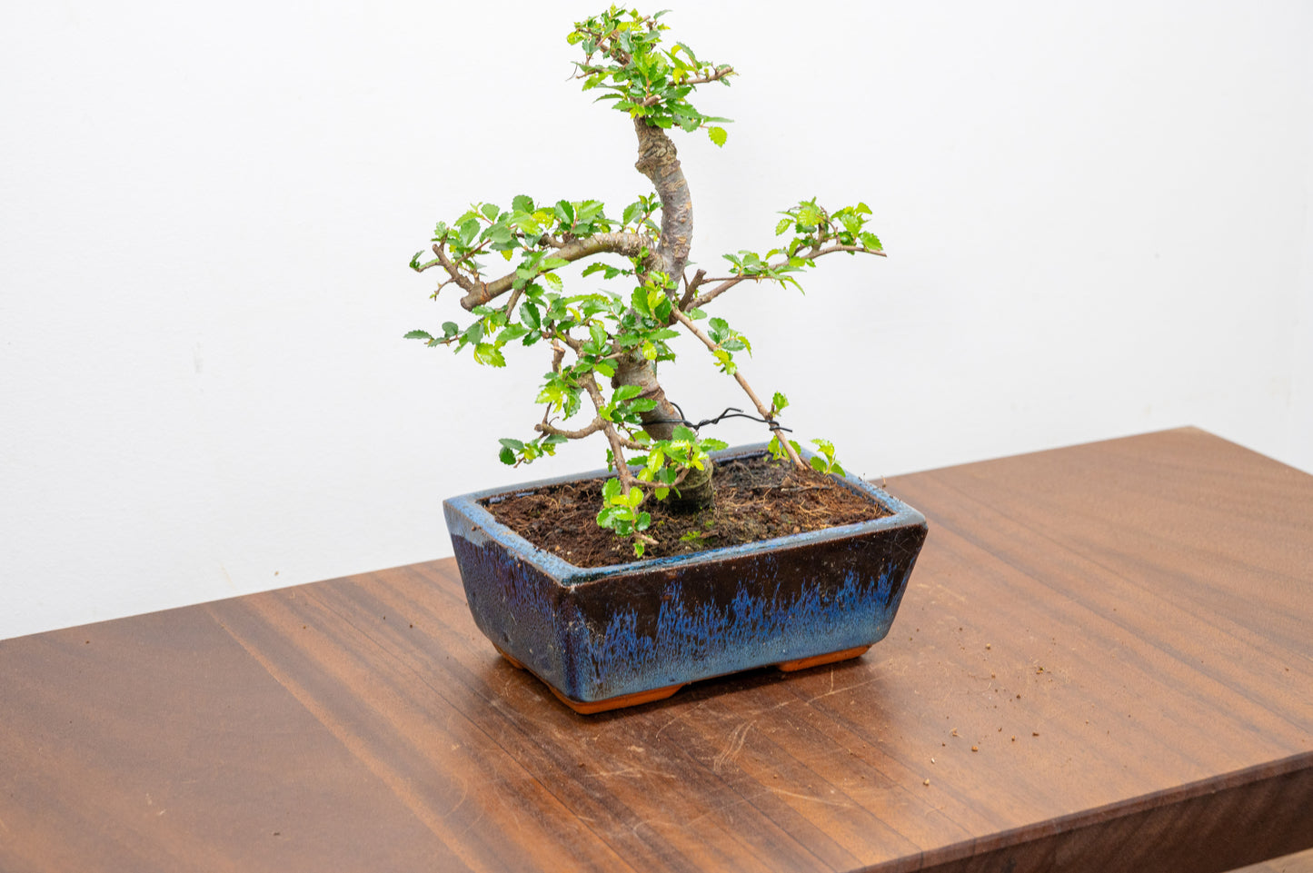 Chinese Elm Bonsai and Care Kit in 15cm Navy Ceramic Pot