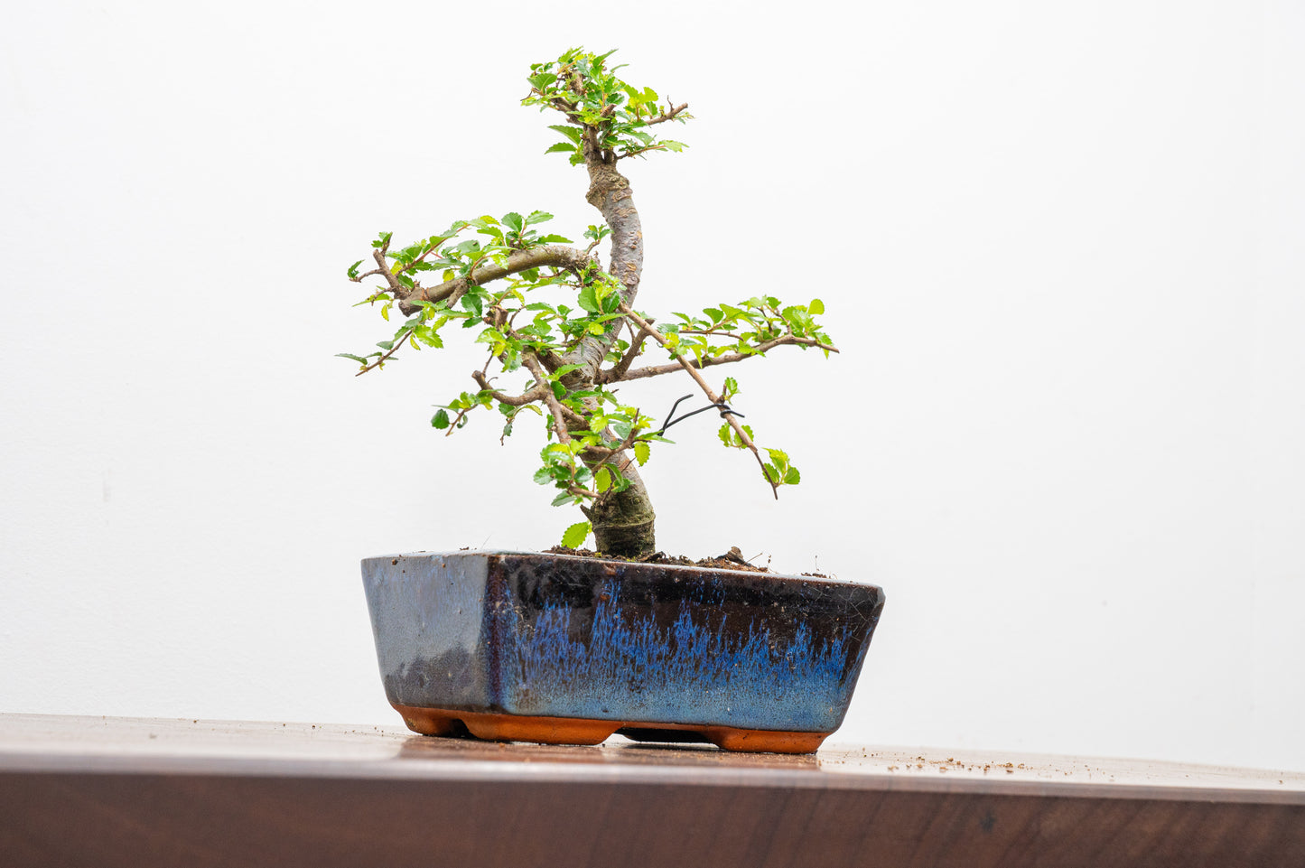 Chinese Elm Bonsai and Care Kit in 15cm Navy Ceramic Pot