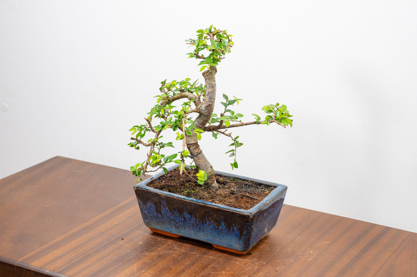 Chinese Elm Bonsai and Care Kit in 15cm Navy Ceramic Pot