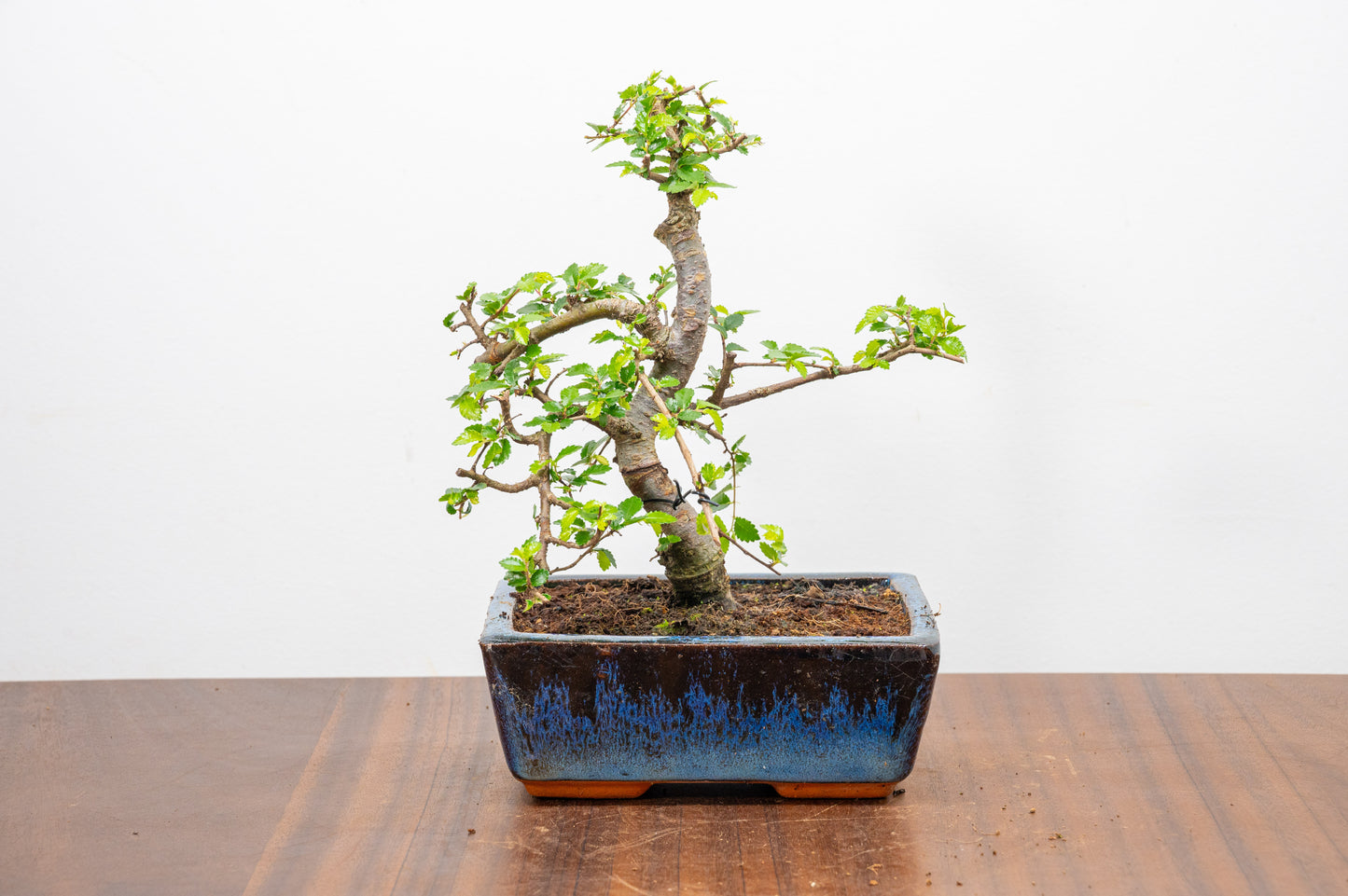 Chinese Elm Bonsai and Care Kit in 15cm Navy Ceramic Pot