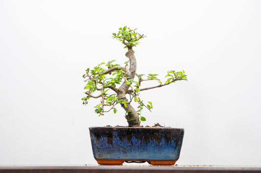 Chinese Elm Bonsai and Care Kit in 15cm Navy Ceramic Pot