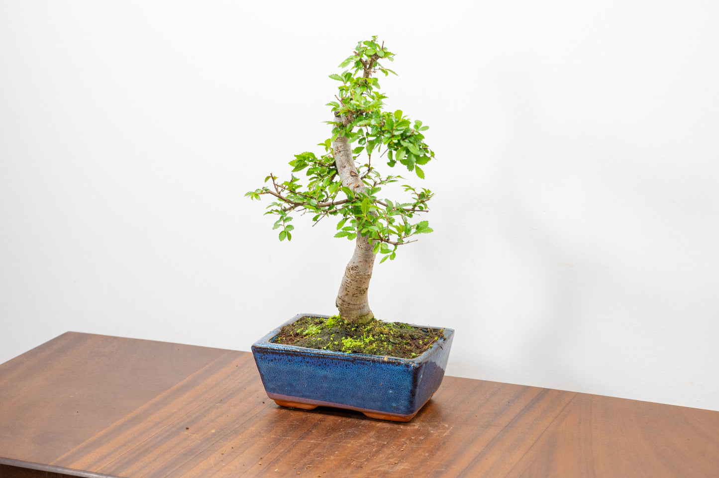 Chinese Elm Bonsai and Care Kit in 15cm Navy Ceramic Pot