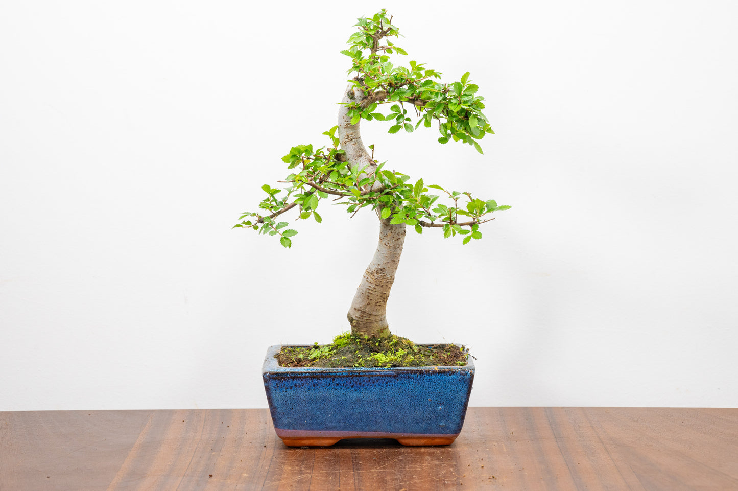 Chinese Elm Bonsai and Care Kit in 15cm Navy Ceramic Pot