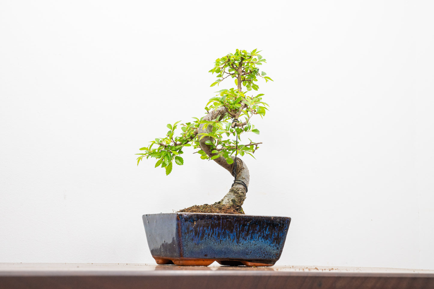 Chinese Elm Bonsai and Care Kit in 15cm Navy Ceramic Pot