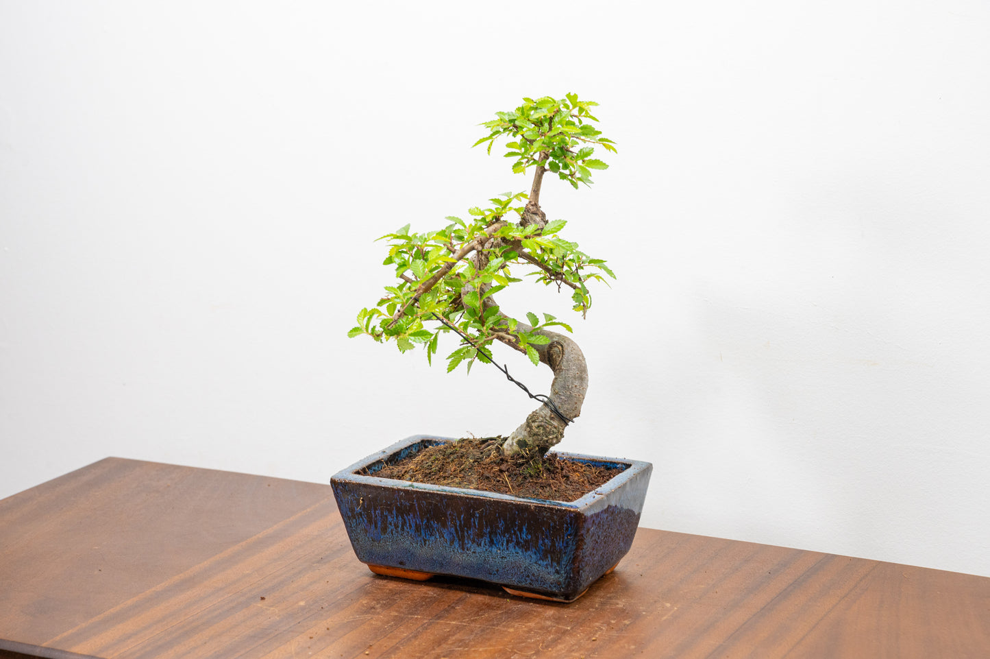 Chinese Elm Bonsai and Care Kit in 15cm Navy Ceramic Pot