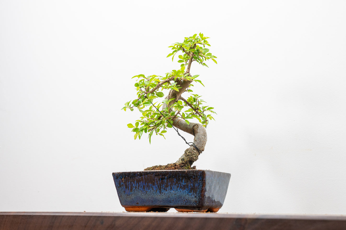 Chinese Elm Bonsai and Care Kit in 15cm Navy Ceramic Pot