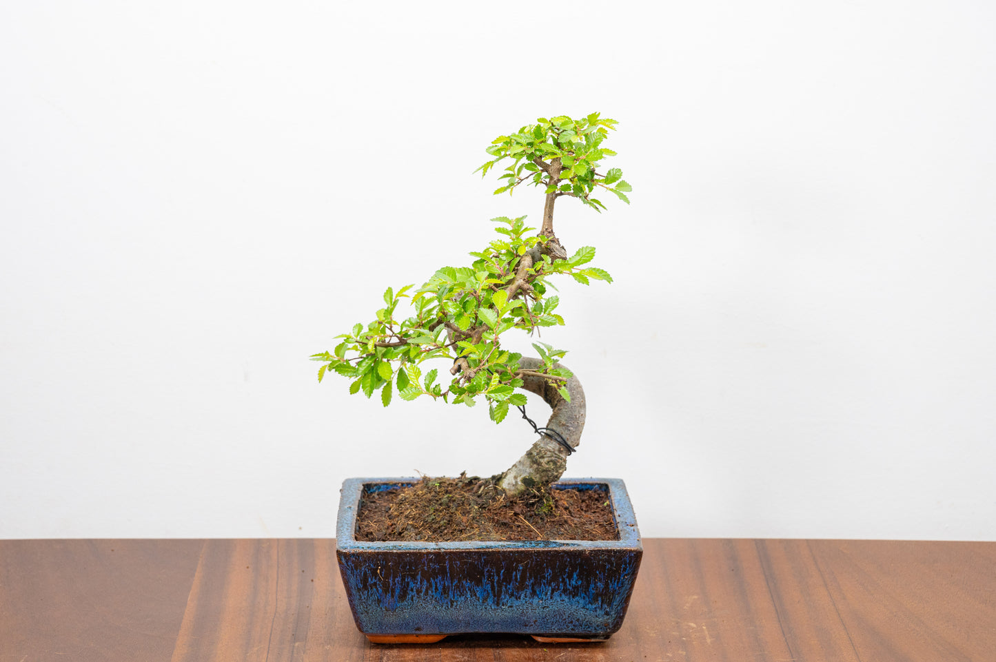 Chinese Elm Bonsai and Care Kit in 15cm Navy Ceramic Pot