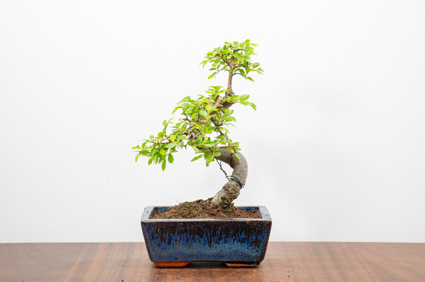 Chinese Elm Bonsai and Care Kit in 15cm Navy Ceramic Pot