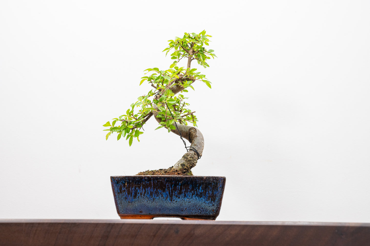Chinese Elm Bonsai and Care Kit in 15cm Navy Ceramic Pot