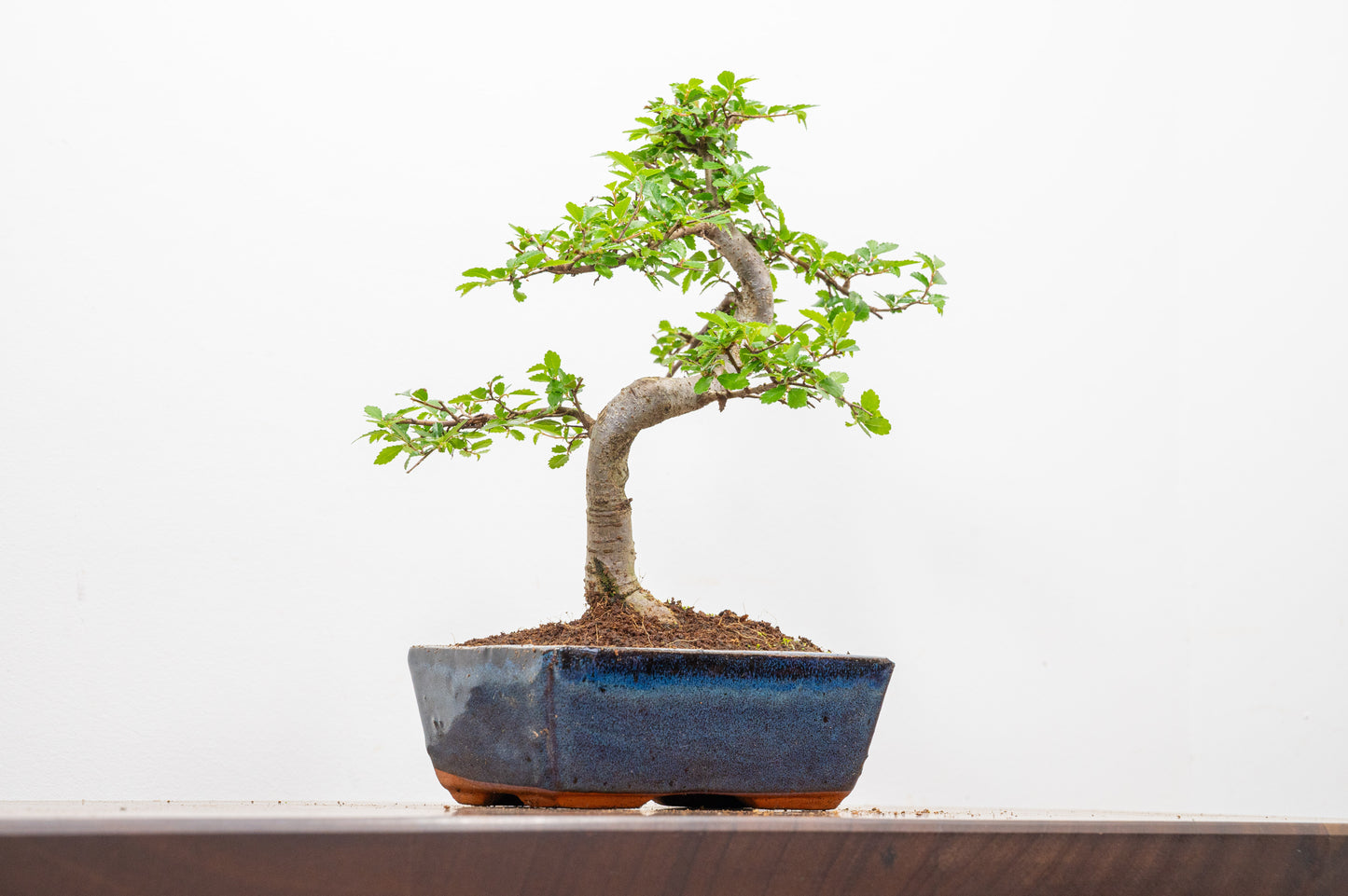 Chinese Elm Bonsai and Care Kit in 15cm Navy Ceramic Pot