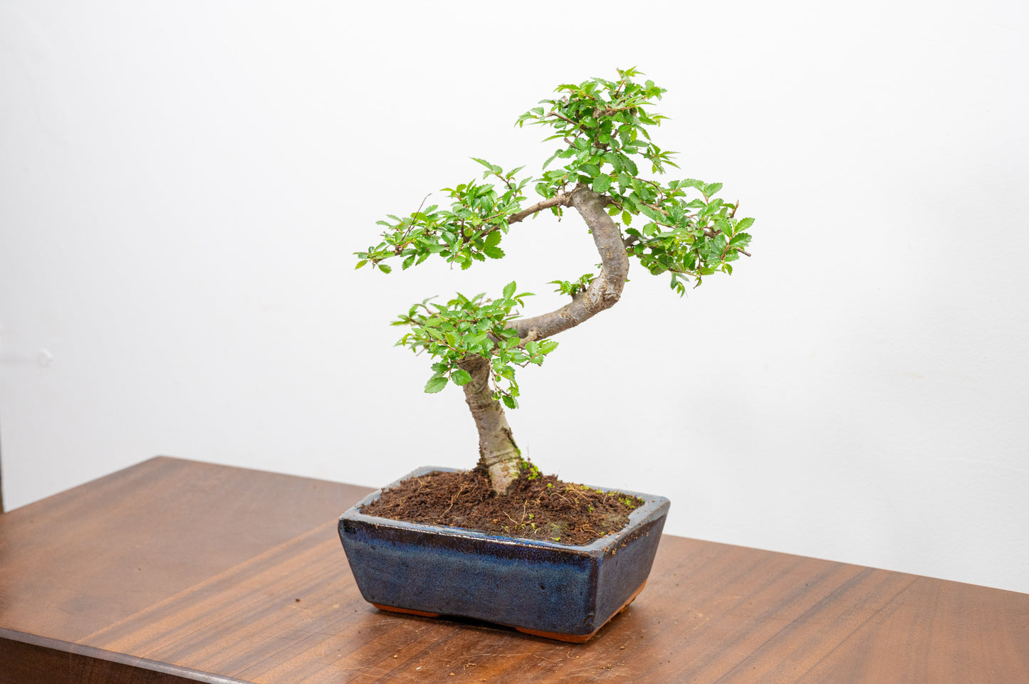Chinese Elm Bonsai and Care Kit in 15cm Navy Ceramic Pot