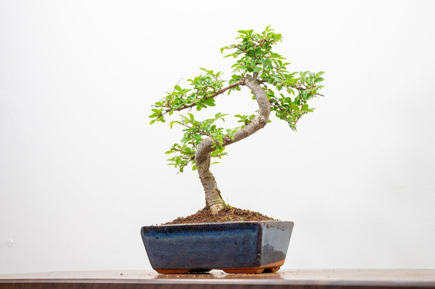 Chinese Elm Bonsai and Care Kit in 15cm Navy Ceramic Pot
