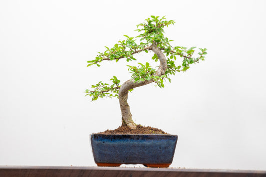 Chinese Elm Bonsai and Care Kit in 15cm Navy Ceramic Pot