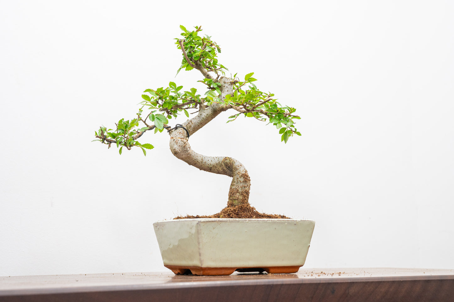 Chinese Elm Bonsai and Care Kit in 15cm Cream Ceramic Pot