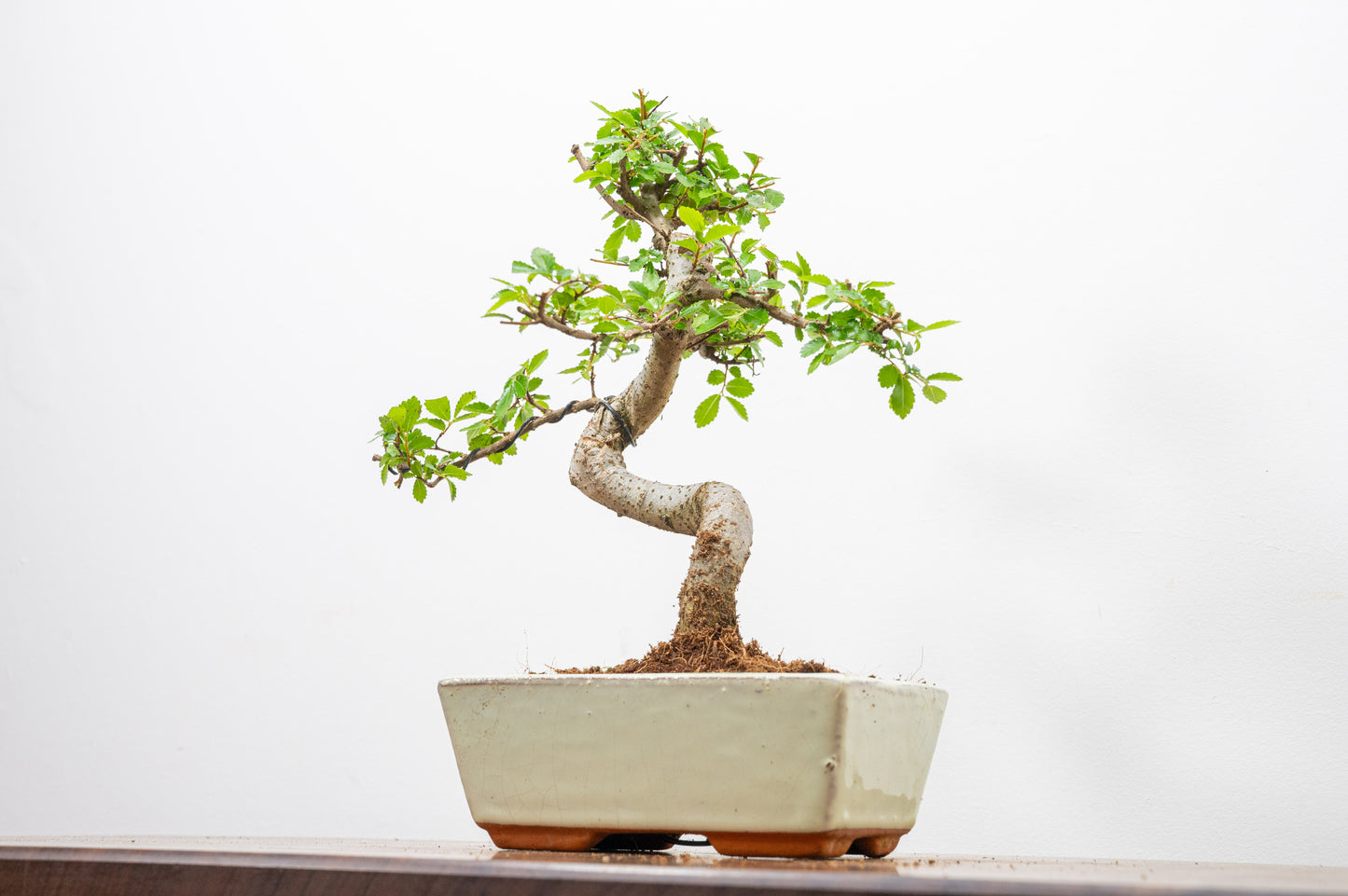 Chinese Elm Bonsai and Care Kit in 15cm Cream Ceramic Pot