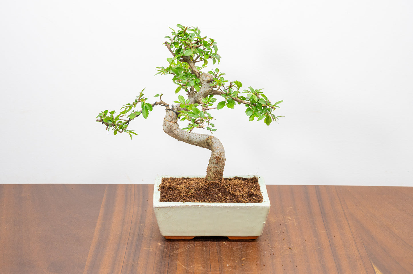 Chinese Elm Bonsai and Care Kit in 15cm Cream Ceramic Pot