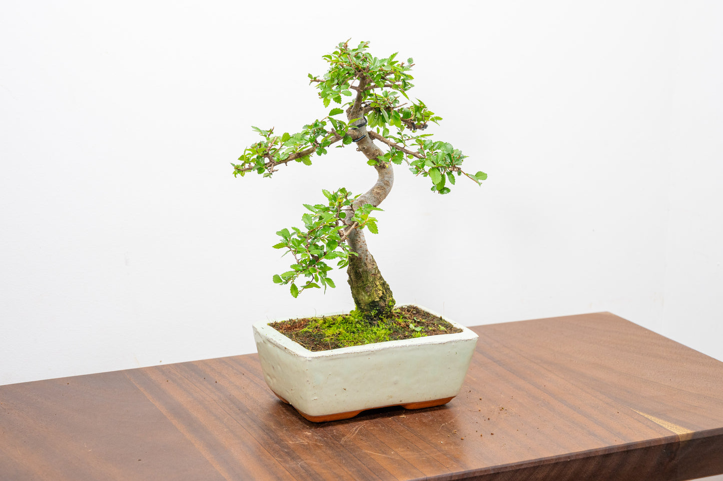 Chinese Elm Bonsai and Care Kit in 15cm Cream Ceramic Pot