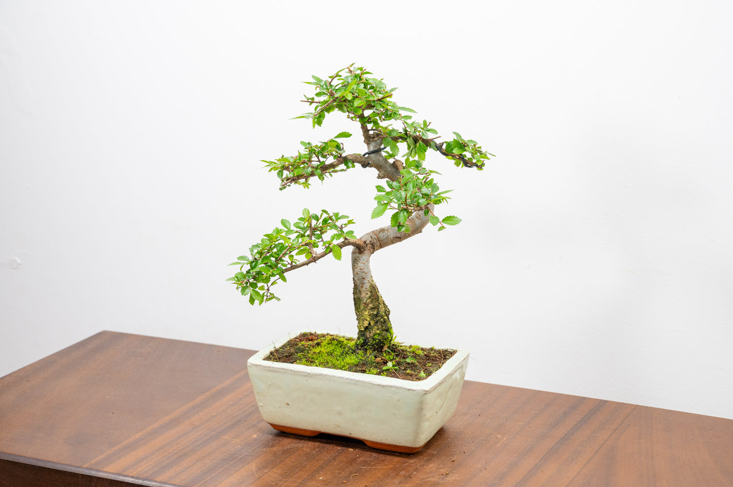 Chinese Elm Bonsai and Care Kit in 15cm Cream Ceramic Pot