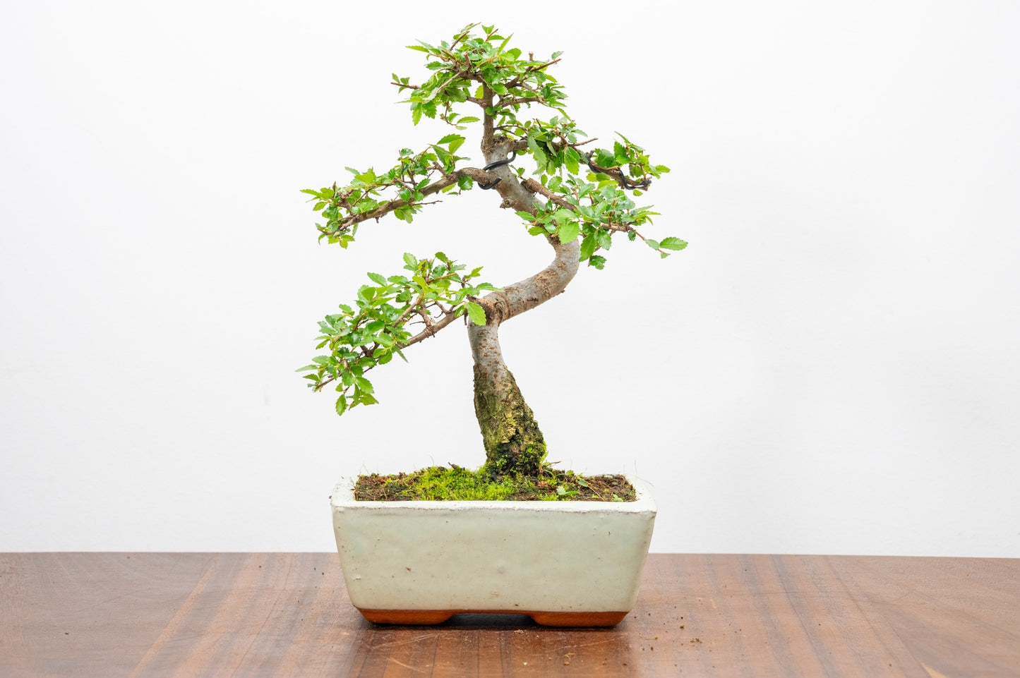 Chinese Elm Bonsai and Care Kit in 15cm Cream Ceramic Pot
