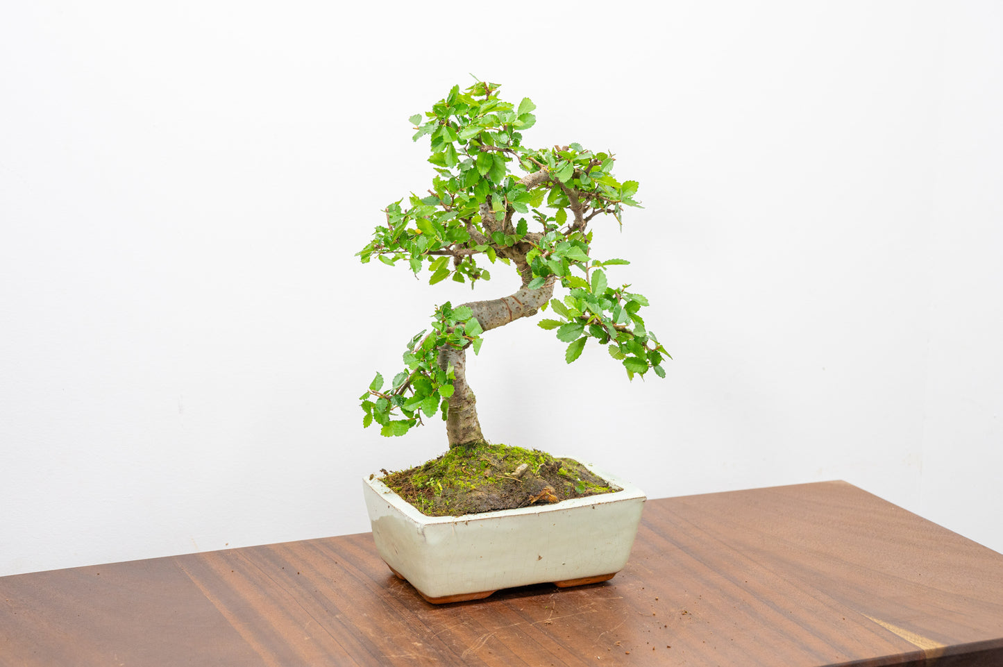 Chinese Elm Bonsai and Care Kit in 15cm Cream Ceramic Pot