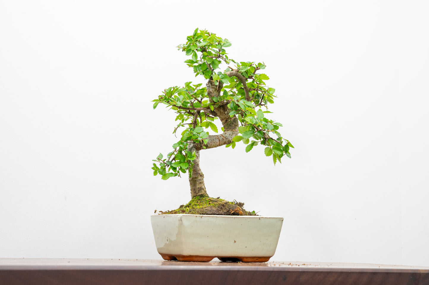 Chinese Elm Bonsai and Care Kit in 15cm Cream Ceramic Pot