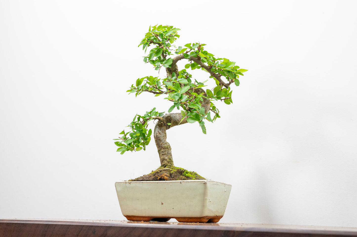Chinese Elm Bonsai and Care Kit in 15cm Cream Ceramic Pot