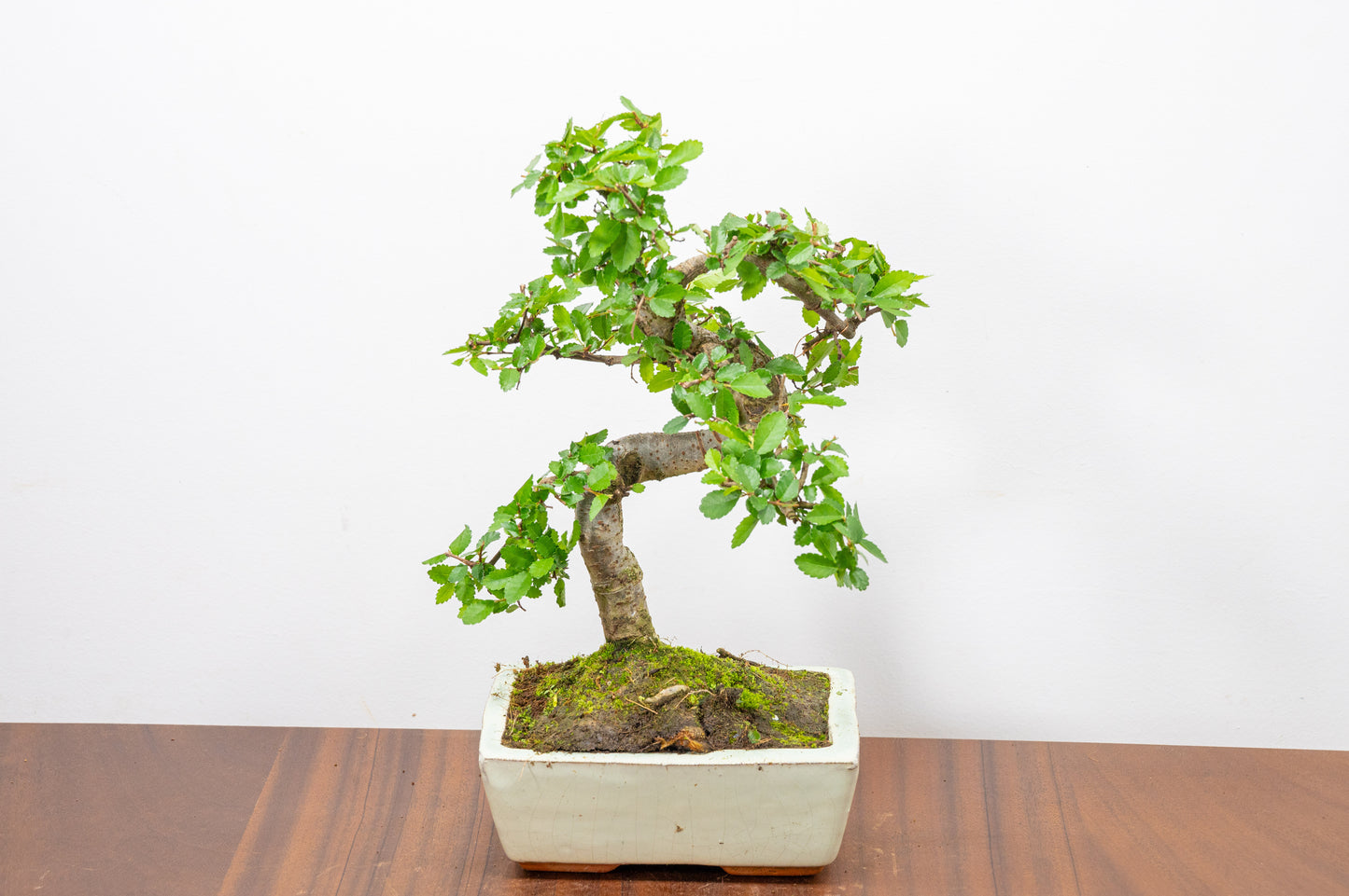 Chinese Elm Bonsai and Care Kit in 15cm Cream Ceramic Pot