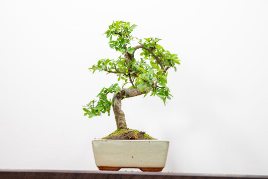 Chinese Elm Bonsai and Care Kit in 15cm Cream Ceramic Pot