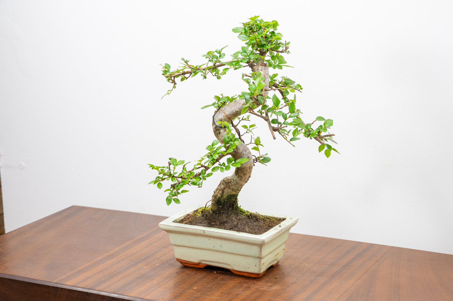 Chinese Elm Bonsai and Care Kit in 15cm Cream Ceramic Pot