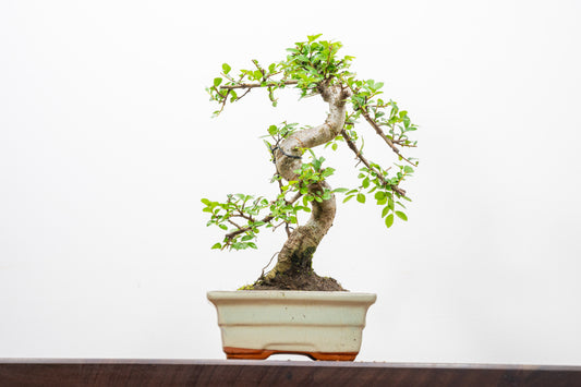Chinese Elm Bonsai and Care Kit in 15cm Cream Ceramic Pot