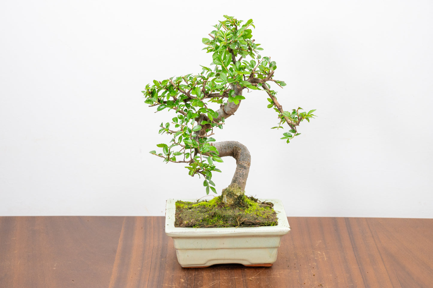 Chinese Elm Bonsai and Care Kit in 15cm Cream Ceramic Pot