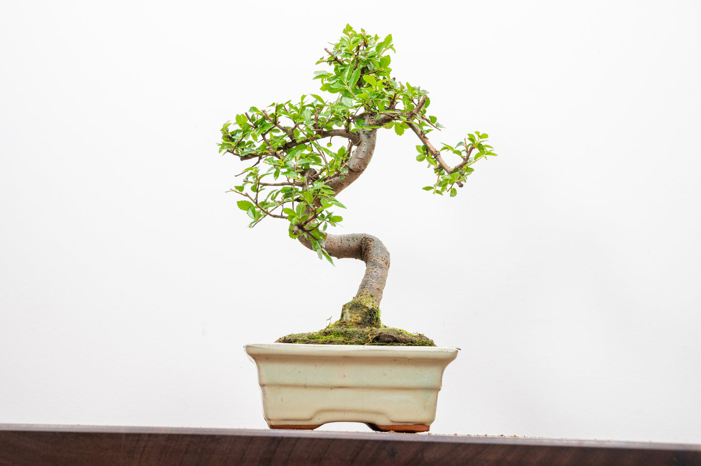 Chinese Elm Bonsai and Care Kit in 15cm Cream Ceramic Pot