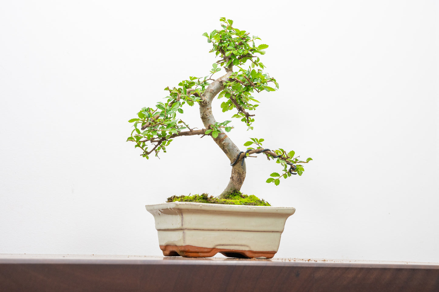 Chinese Elm Bonsai and Care Kit in 15cm Cream Ceramic Pot