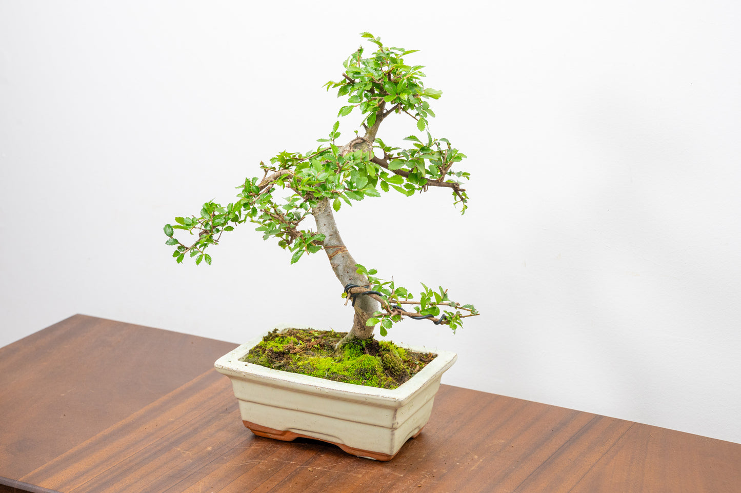 Chinese Elm Bonsai and Care Kit in 15cm Cream Ceramic Pot