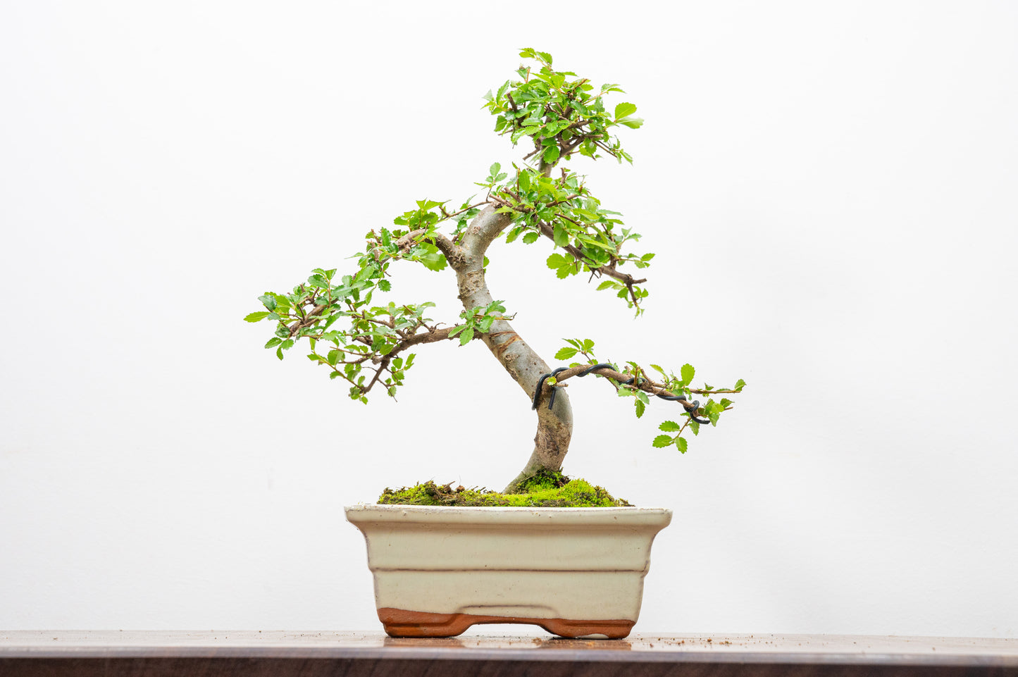 Chinese Elm Bonsai and Care Kit in 15cm Cream Ceramic Pot