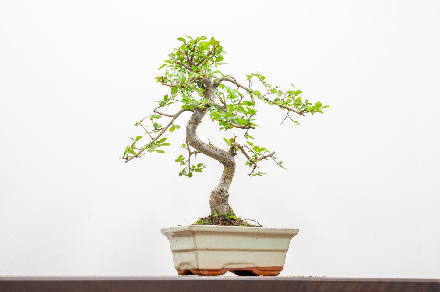 Chinese Elm Bonsai and Care Kit in 15cm Cream Ceramic Pot
