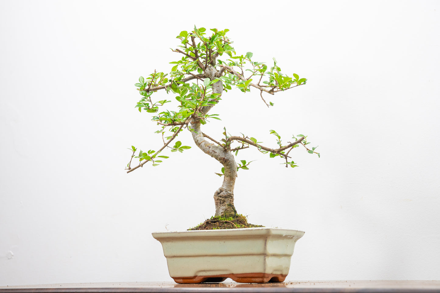 Chinese Elm Bonsai and Care Kit in 15cm Cream Ceramic Pot