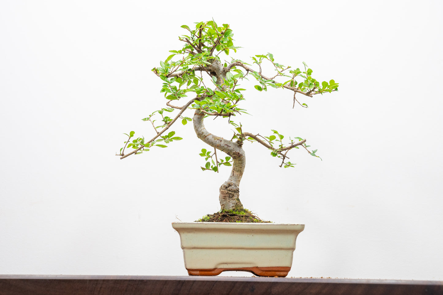 Chinese Elm Bonsai and Care Kit in 15cm Cream Ceramic Pot