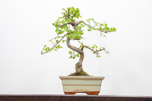 Chinese Elm Bonsai and Care Kit in 15cm Cream Ceramic Pot