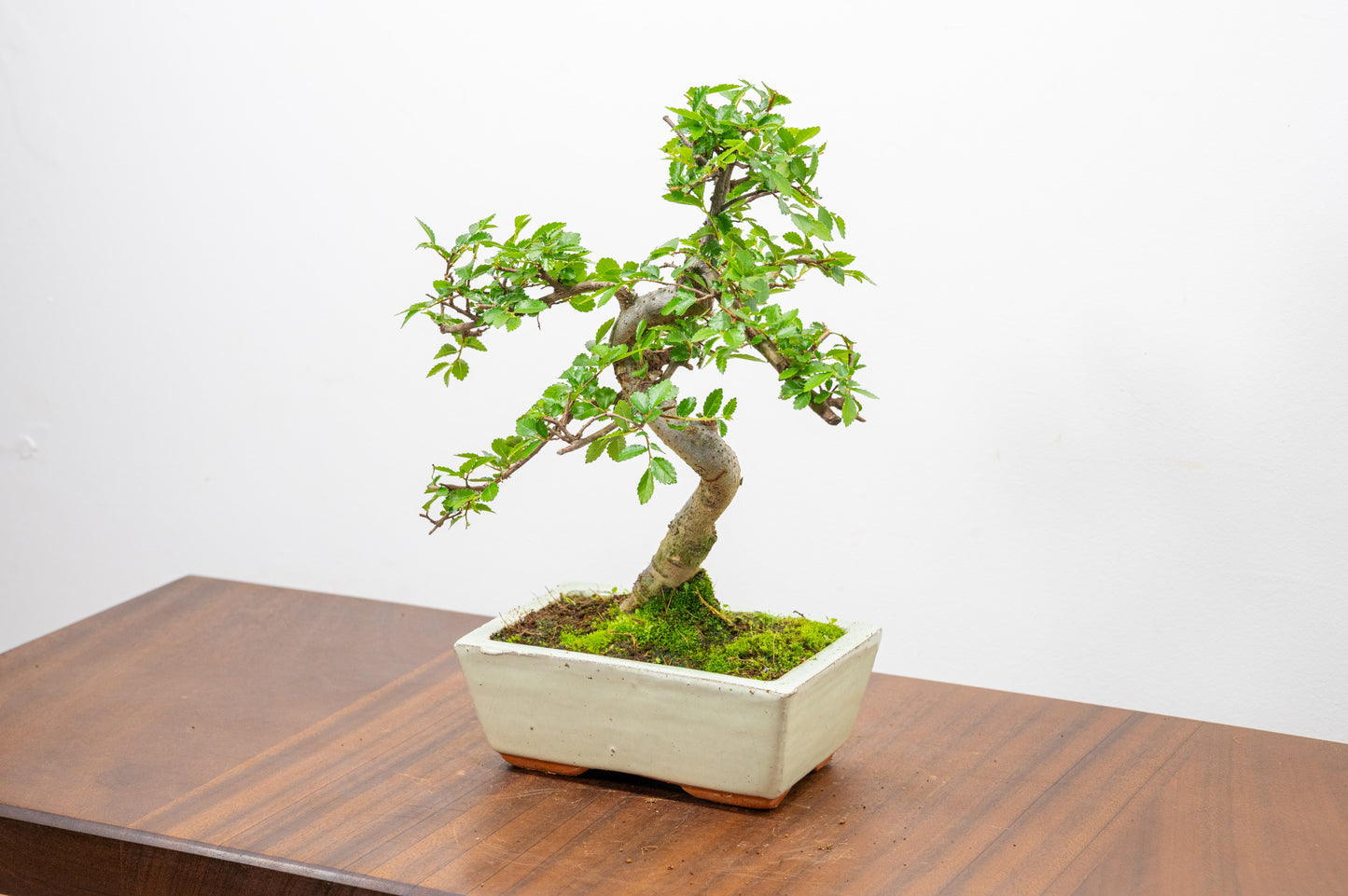 Chinese Elm Bonsai and Care Kit in 15cm Cream Ceramic Pot
